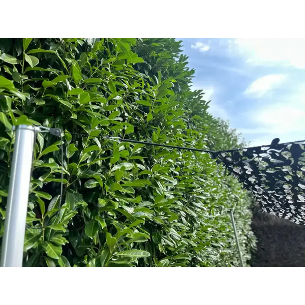 Correa Tensora Con Carraca Anclaje